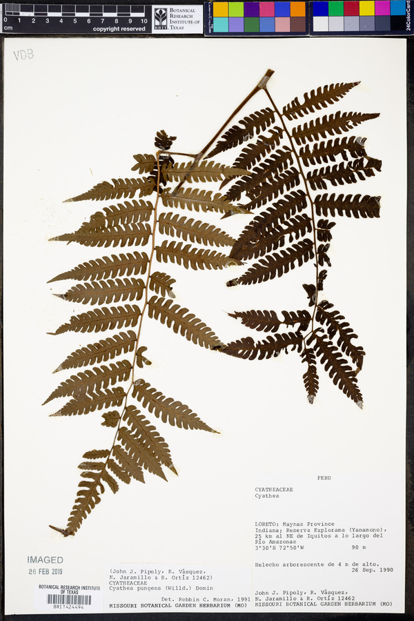 Cyathea pungens image