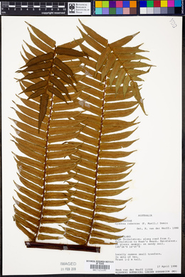 Cyathea rebeccae image