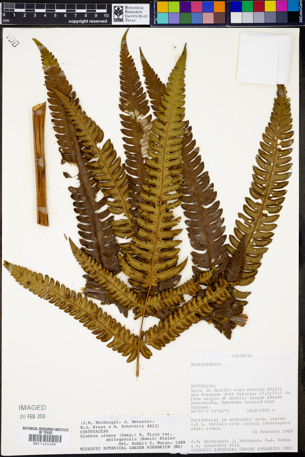 Cyathea uleana var. abitaguensis image