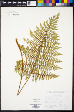 Dryopteris karwinskyana image