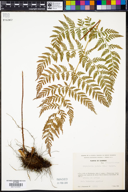 Dryopteris patula image