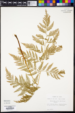 Dryopteris patula image