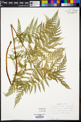 Dryopteris patula image