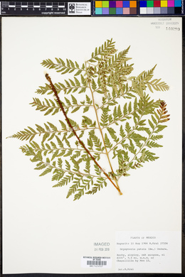 Dryopteris patula image