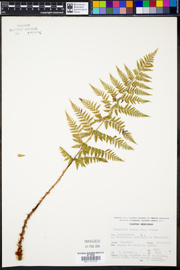 Dryopteris patula image