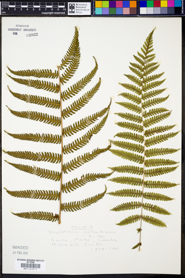 Thelypteris oligocarpa image