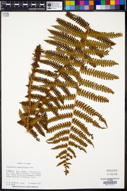 Dryopteris crassirhizoma image