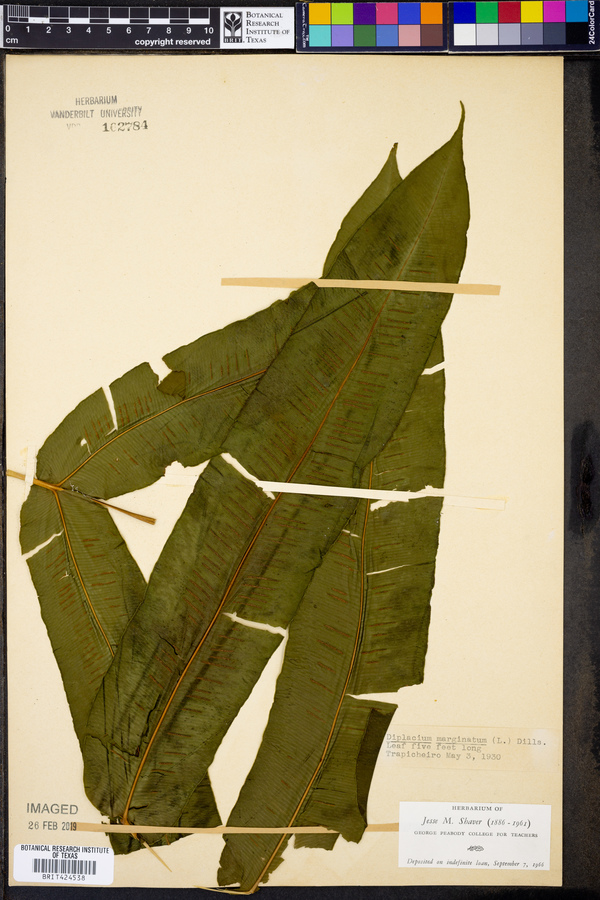 Hemidictyum marginatum image