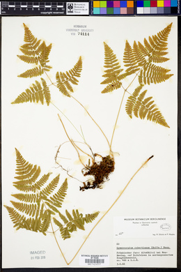 Gymnocarpium robertianum image