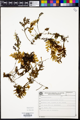 Hymenophyllum caudiculatum image