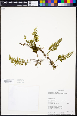 Hymenophyllum javanicum image