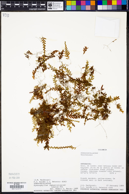 Hymenophyllum lanatum image