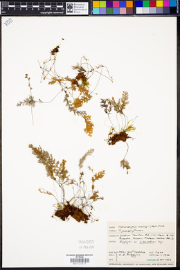 Hymenophyllum malingii image