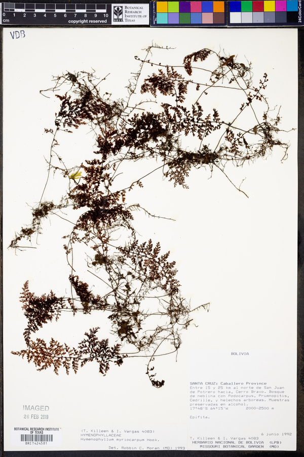 Hymenophyllum myriocarpum image