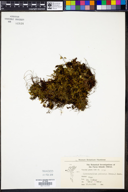 Hymenophyllum peltatum image