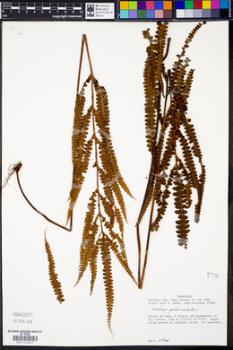 Lindsaea portoricensis image