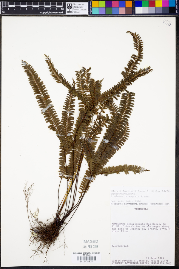 Lindsaea tetraptera image