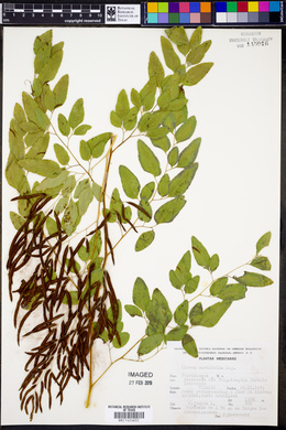 Llavea cordifolia image