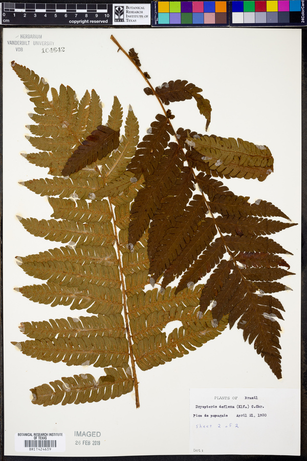 Dryopteris deflexa image