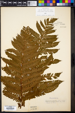 Dryopteris deflexa image