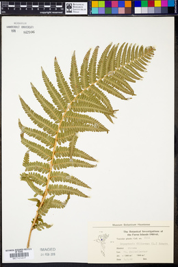 Dryopteris filix-mas image