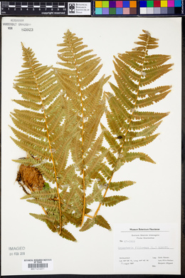 Dryopteris filix-mas image