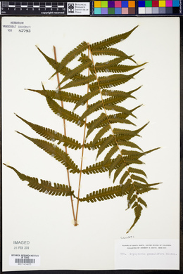 Dryopteris gemmulifera image