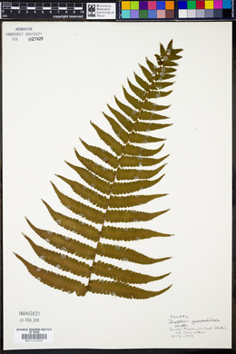 Dryopteris gemmulifera image