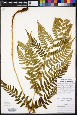 Dryopteris inaequalis image