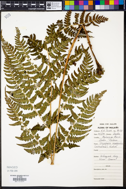 Dryopteris inaequalis image