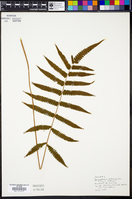 Dryopteris tetragona image