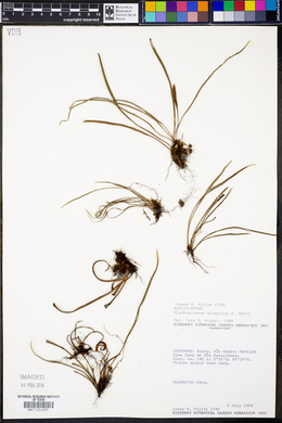 Elaphoglossum glabellum image