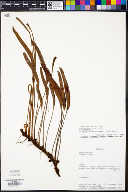 Elaphoglossum mathewsii image