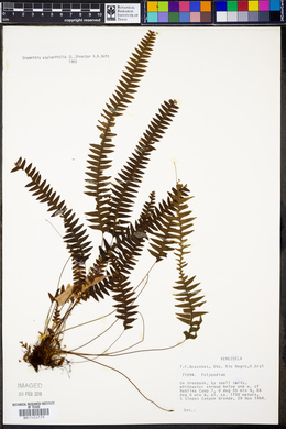 Grammitis asplenifolia image