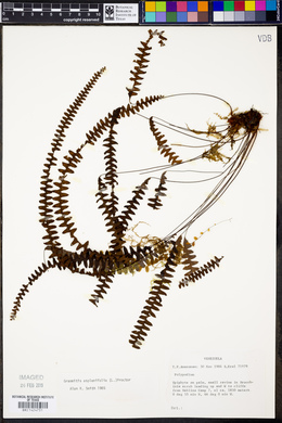 Grammitis asplenifolia image