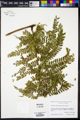 Marattia weinmanniifolia image