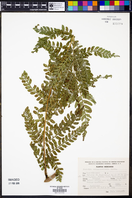 Marattia weinmanniifolia image