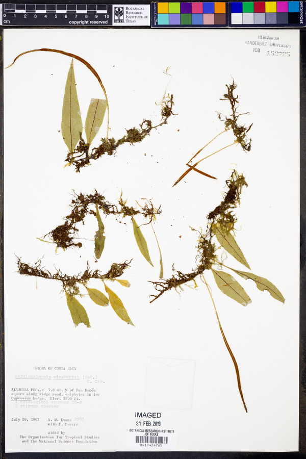 Pleopeltis wiesbaurii image