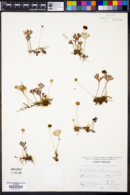 Elaphoglossum peltatum image