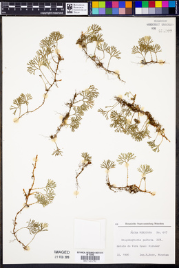 Elaphoglossum peltatum image