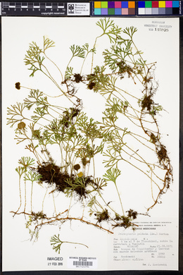 Elaphoglossum peltatum image
