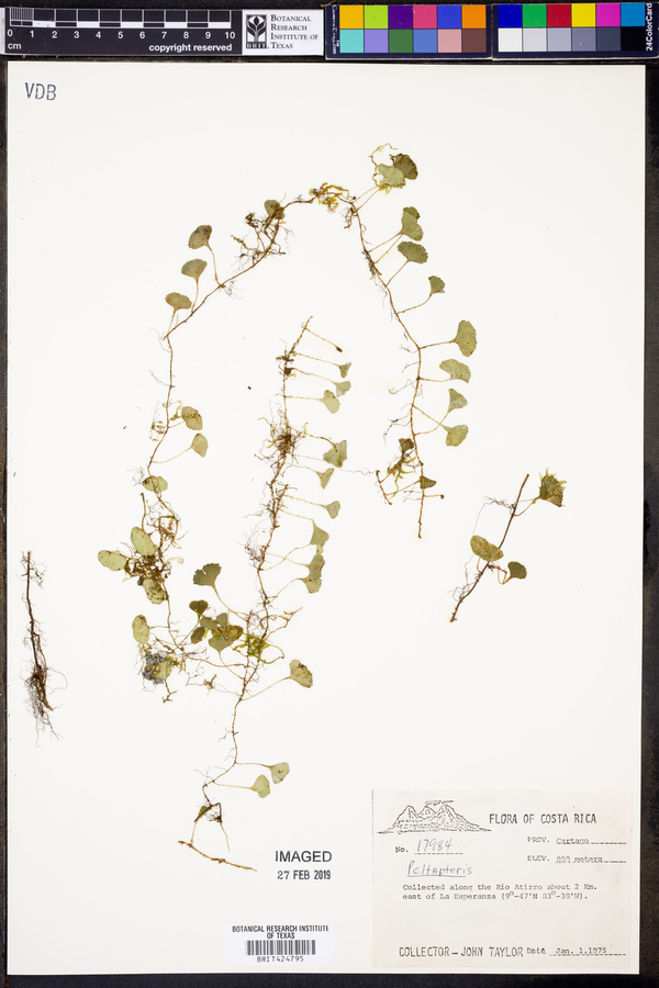 Elaphoglossum peltatum f. standleyi image