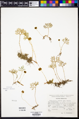 Elaphoglossum peltatum image