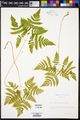 Gymnocarpium dryopteris image