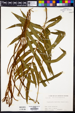 Plagiogyria euphlebia image