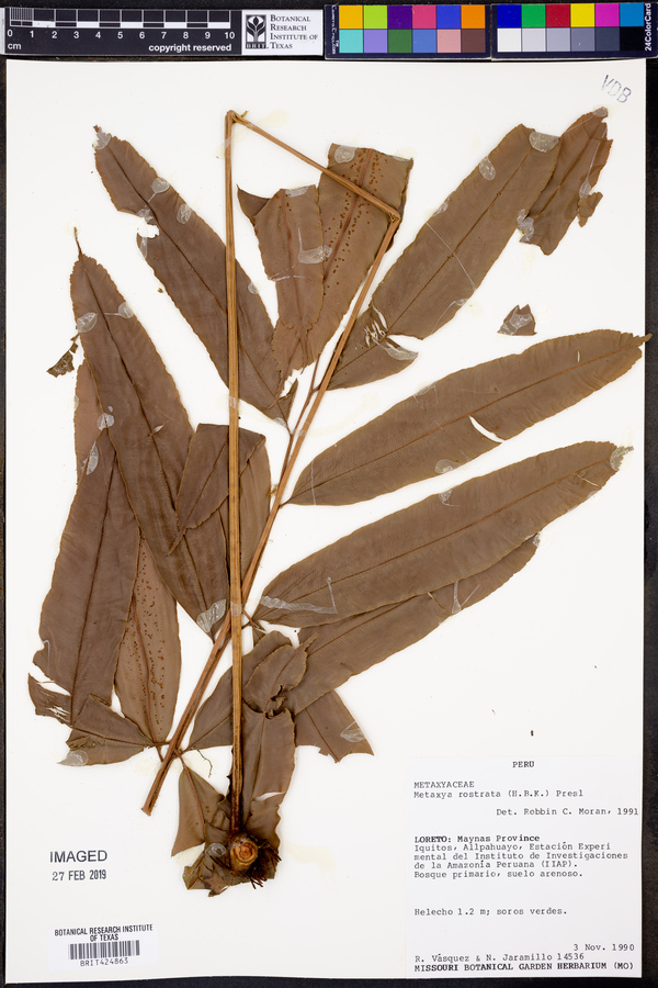 Metaxya rostrata image