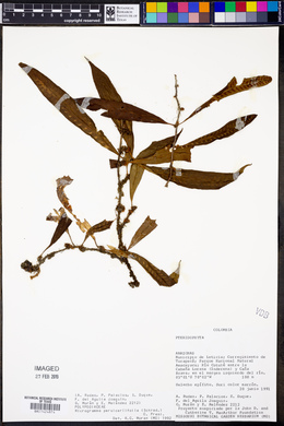 Microgramma persicariifolia image