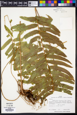 Nephrolepis biserrata image