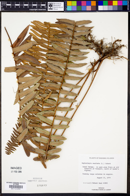 Nephrolepis exaltata image