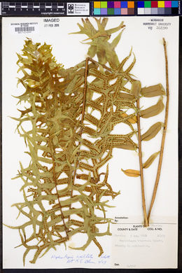 Nephrolepis exaltata image